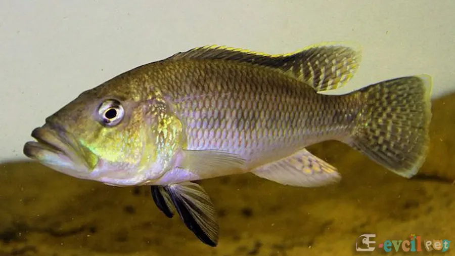 Serranochromis Robustus Erkek