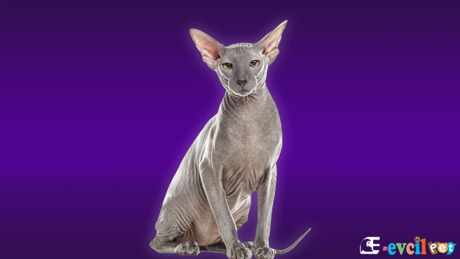 Peterbald Kedisi