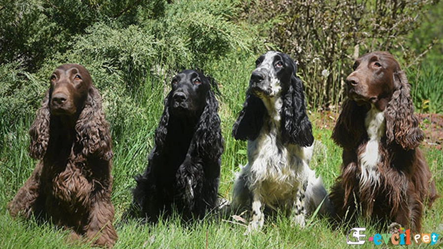 Field Spaniel Field Spaniel Temel Eğitimi ve Tuvalet Eğitimi