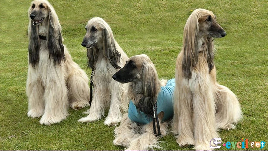 Afgan Tazısı Karakter Özellikleri