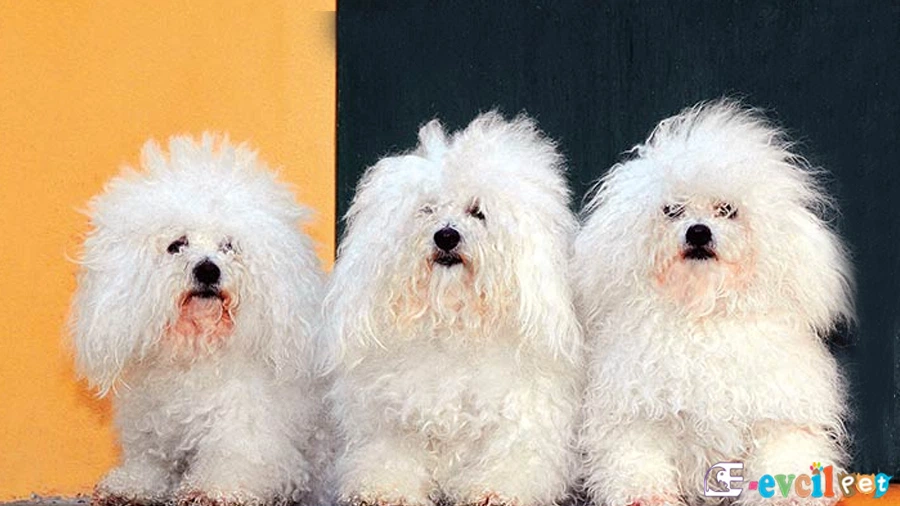 Bichon Bolognese Fiziksel Özellikleri