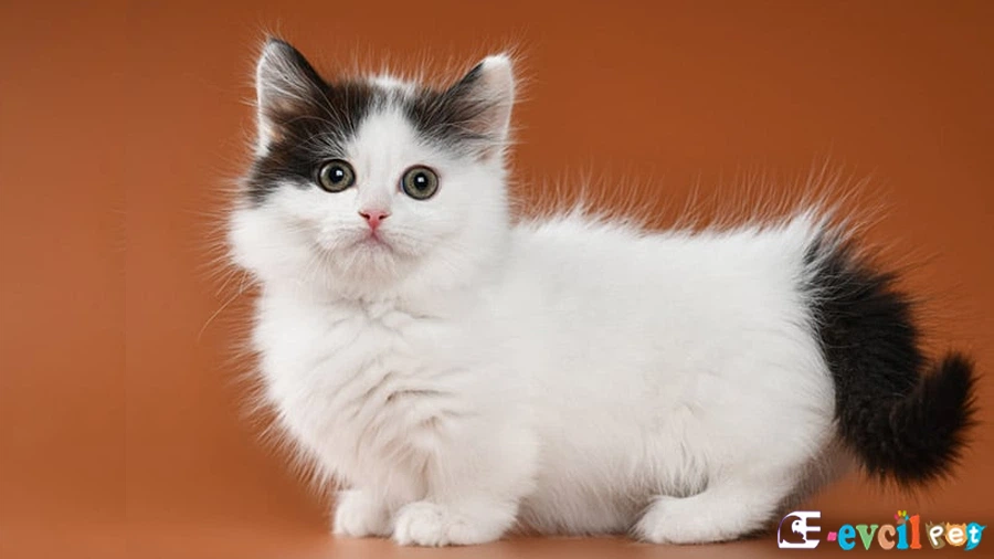 Munchkin Fiziksel Özellikleri