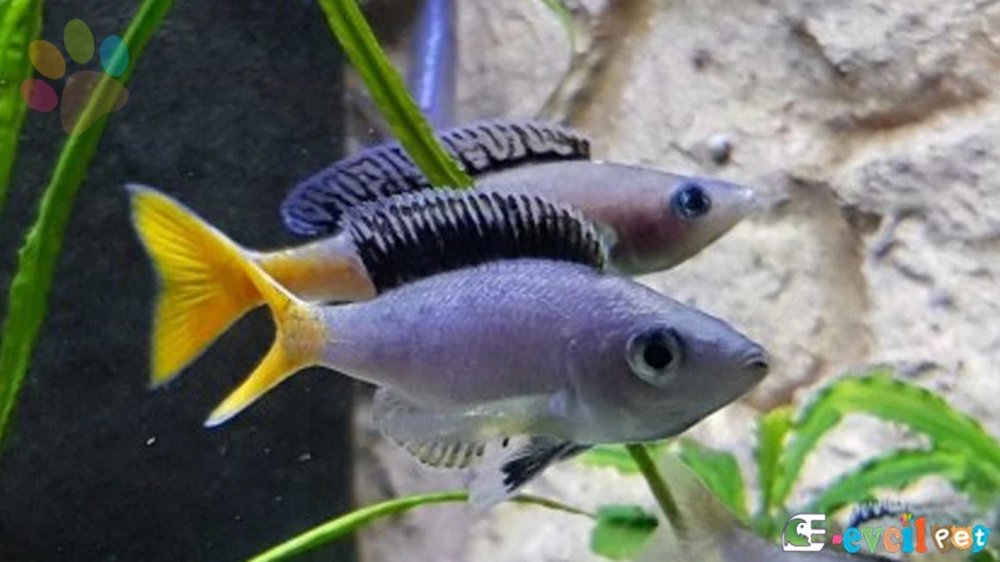 Cyprichromis Leptosoma Cinsiyet Ayrımı