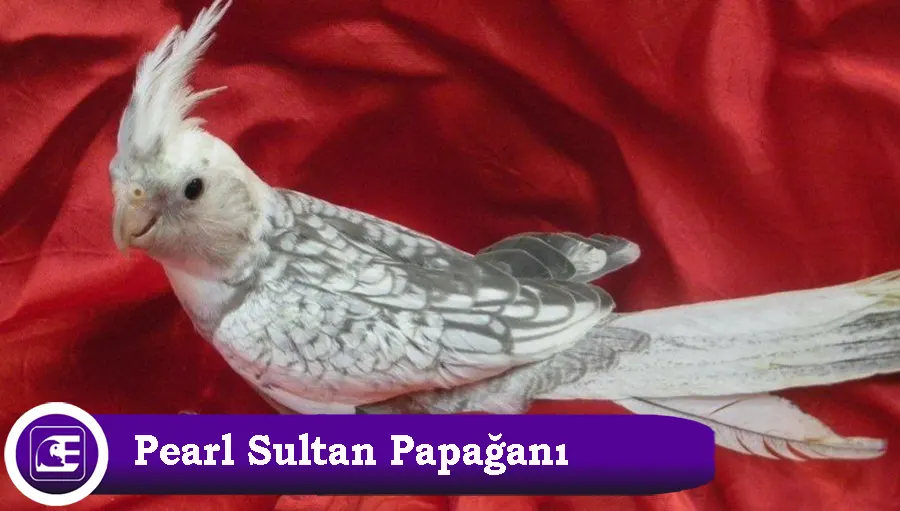 Pearl Sultan Papağanı