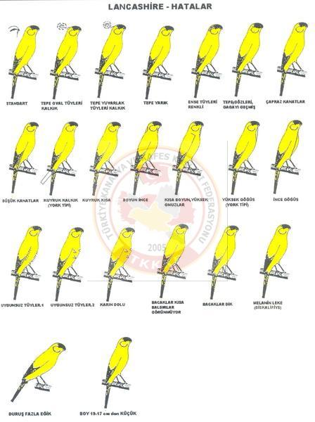 Lancashire Kanarya