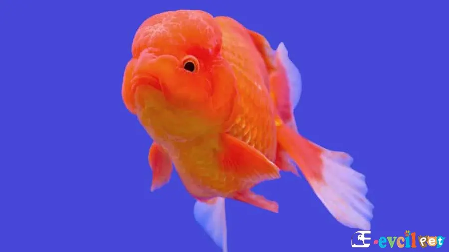 Ranchu Japon Balığı Ranchu Japon Balığı