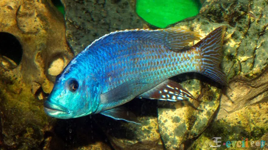 Nimbochromis fuscotaeniatus (Fusco) Akvaryumu Erkek