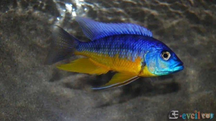 Protomelas Spilonotus Tanzania Erkek