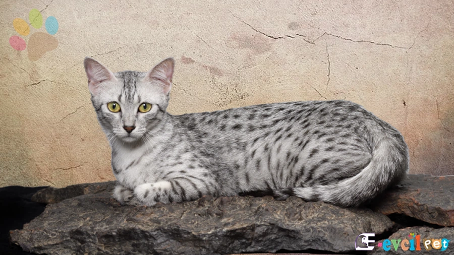 Mısır Mausu Karakter Özellikleri