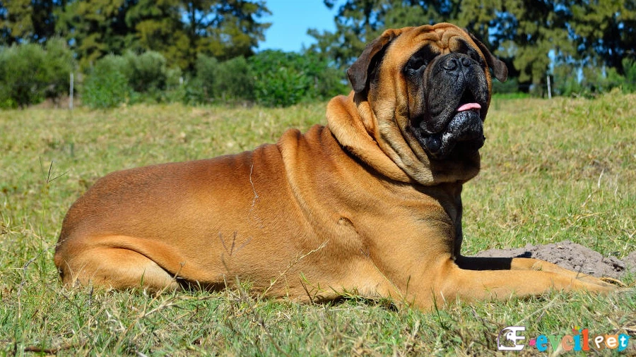 Bullmastiff Bullmastiff Fiziksel Özellikleri