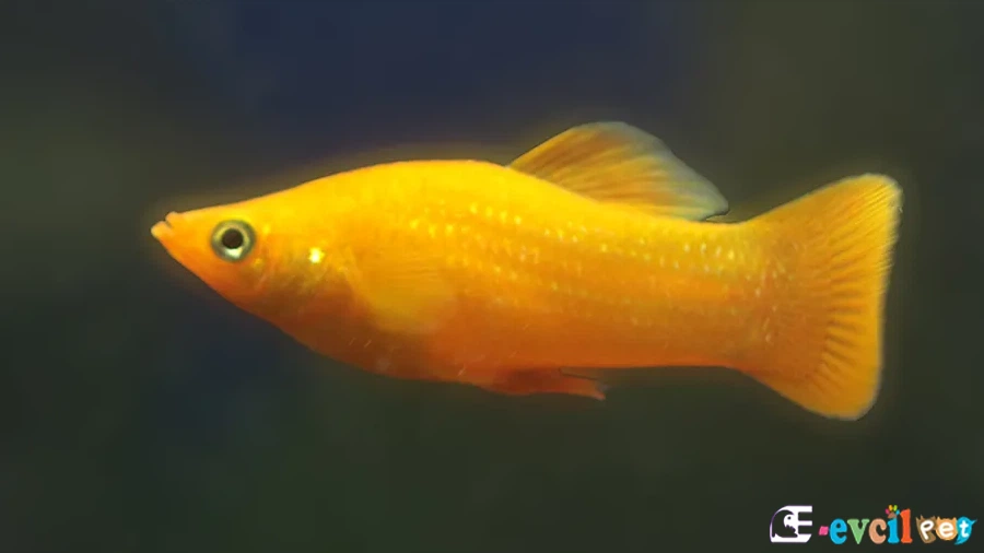 Moli Balığı (Poecilia Sphenops)