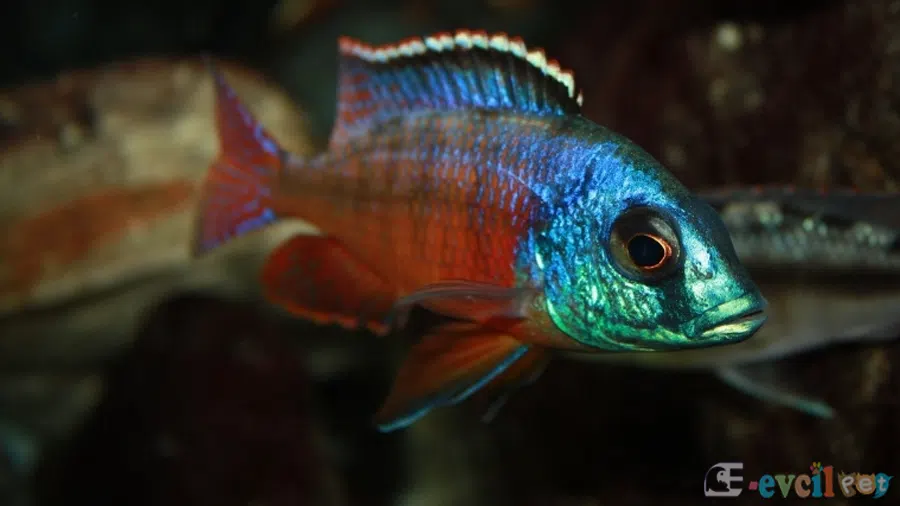 Protomelas taeniolatus (Taynatus) Genç