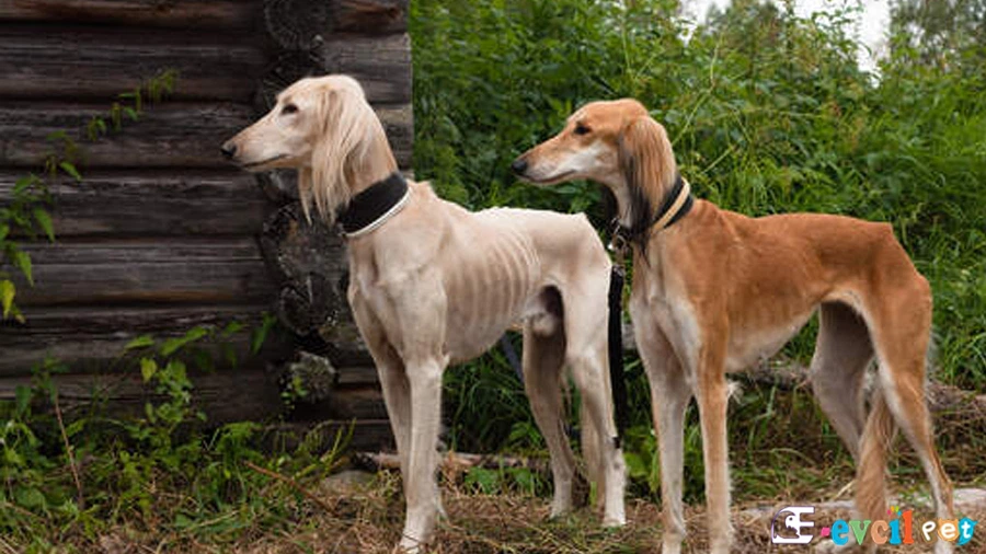 Saluki