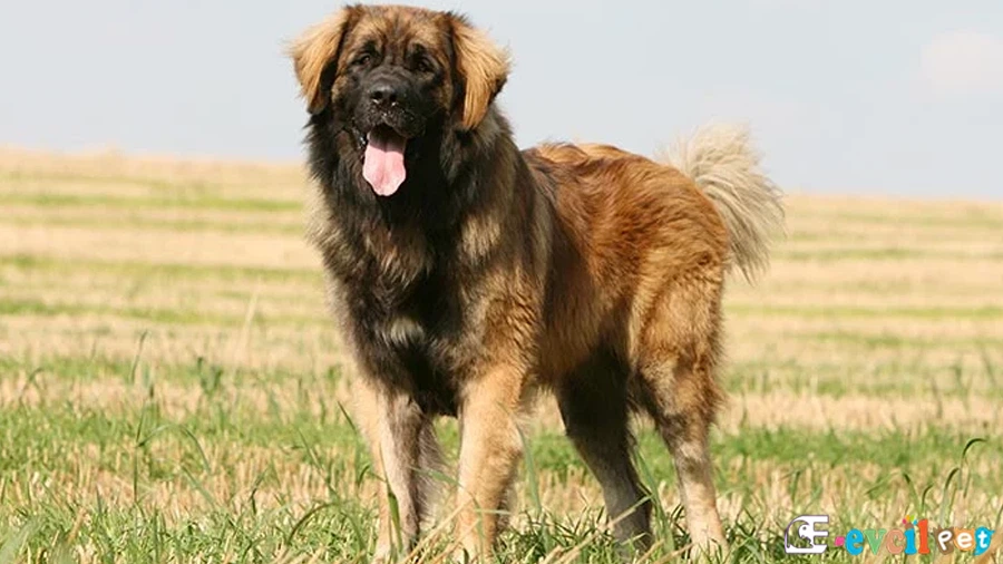 Leonberger Bakımı ve Beslenmesi