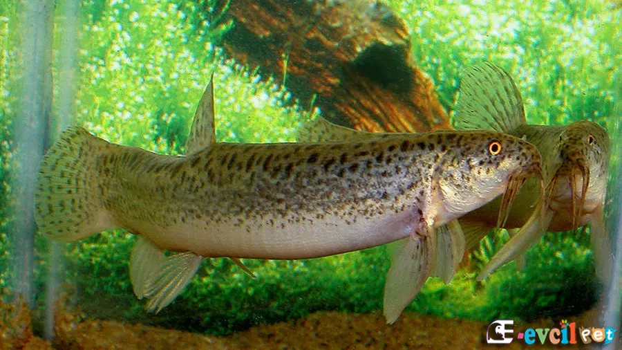 Kedi Botia (Dojo loach)