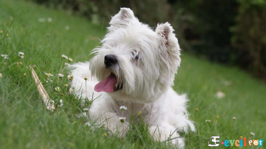 West Highland White Terrier West Highland White Terrier Karakter Özellikleri
