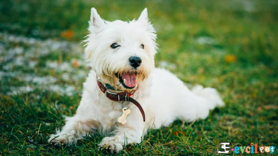 West Highland White Terrier West Highland White Terrier Bakımı ve Beslenmesi