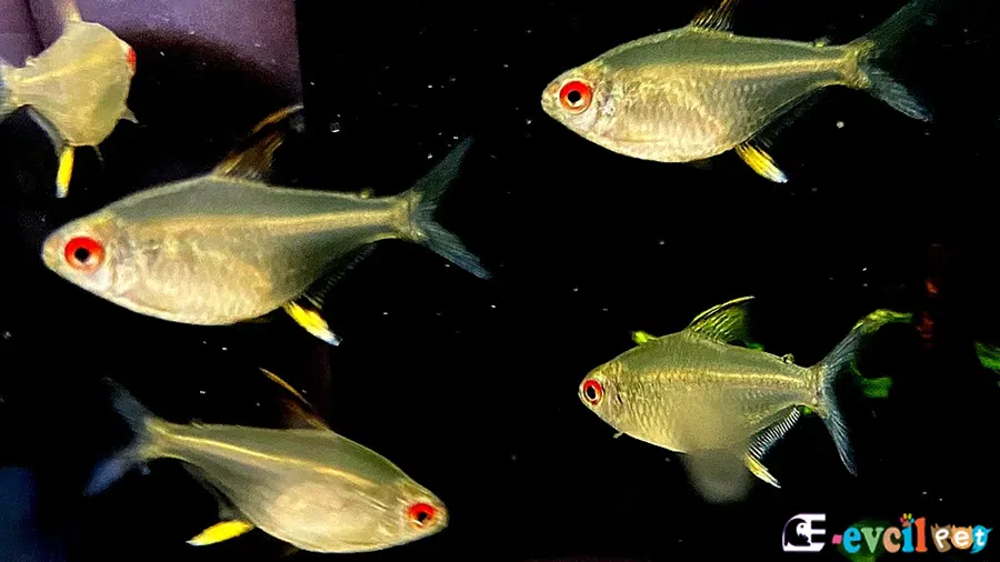 Limon Tetra