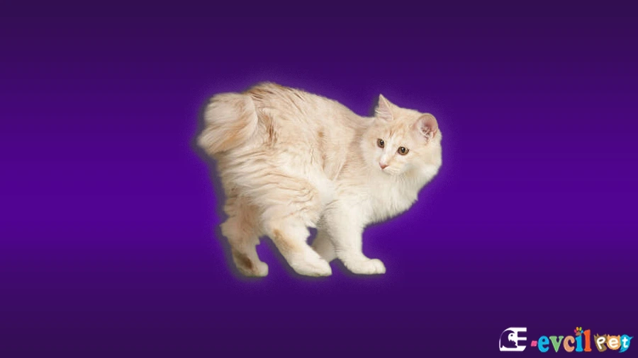 Kurilian Bobtail Kedi