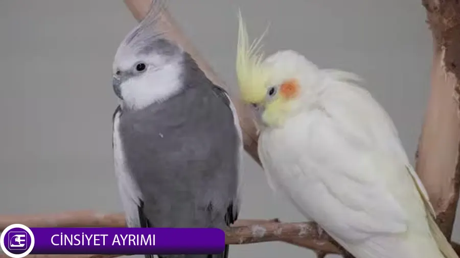 Sultan Papağanı Cinsiyet Ayrımı Sultan Papağanı Cinsiyet Ayrımı