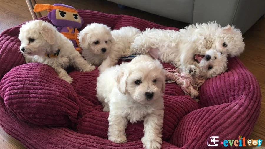Bichon Bolognese Genetik Sağlık Sorunları