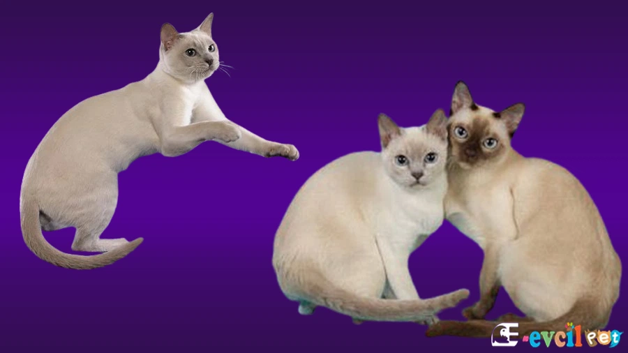 Tonkinese Kedisi