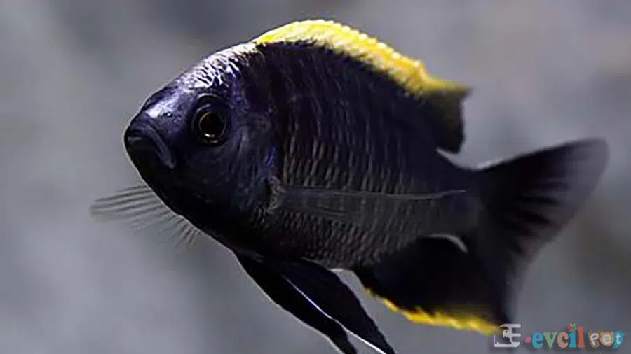 Copadichromis Geertsi
