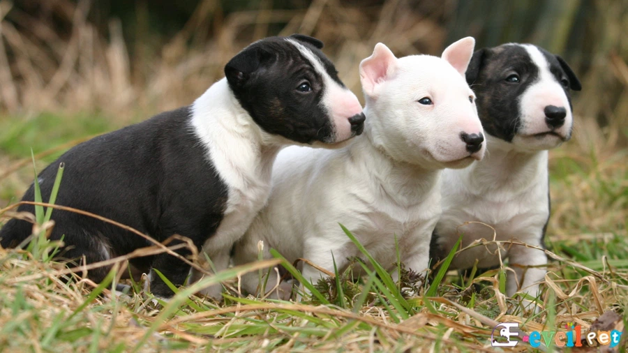 Minyatür Bull Terrier Genetik Sağlık Sorunları