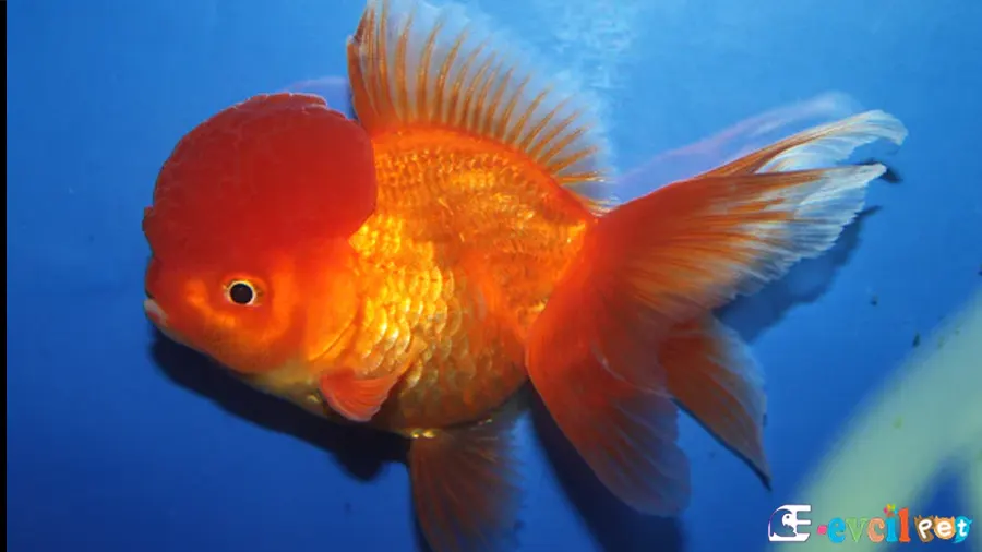 Oranda Japon Balığı