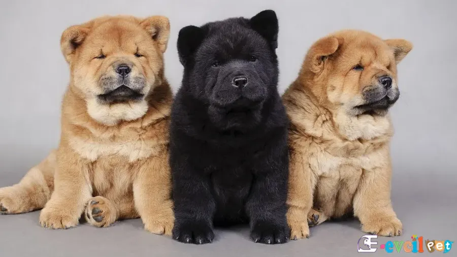 Chow Chow (Çin Aslanı) Chow Chow (Çin Aslanı) Karakter Özellikleri