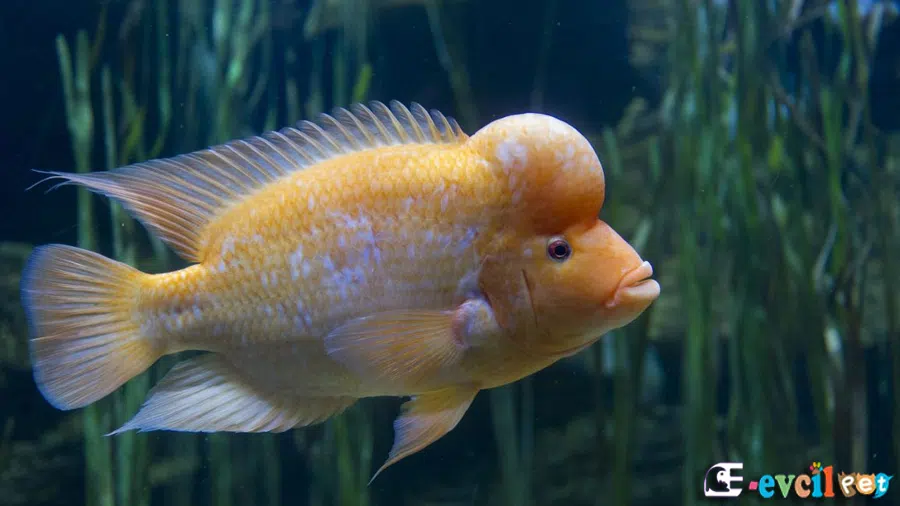 Midas Cichlid (Amphilophus citrinellus)