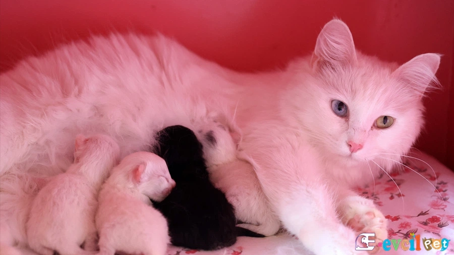 Van Kedisi Fiziksel Özellikleri