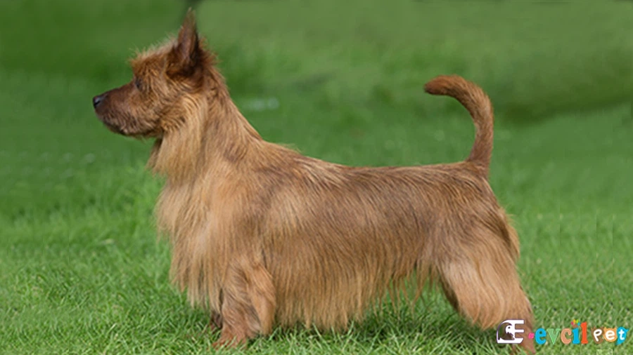 Australian Terrier Fiziksel Özellikleri