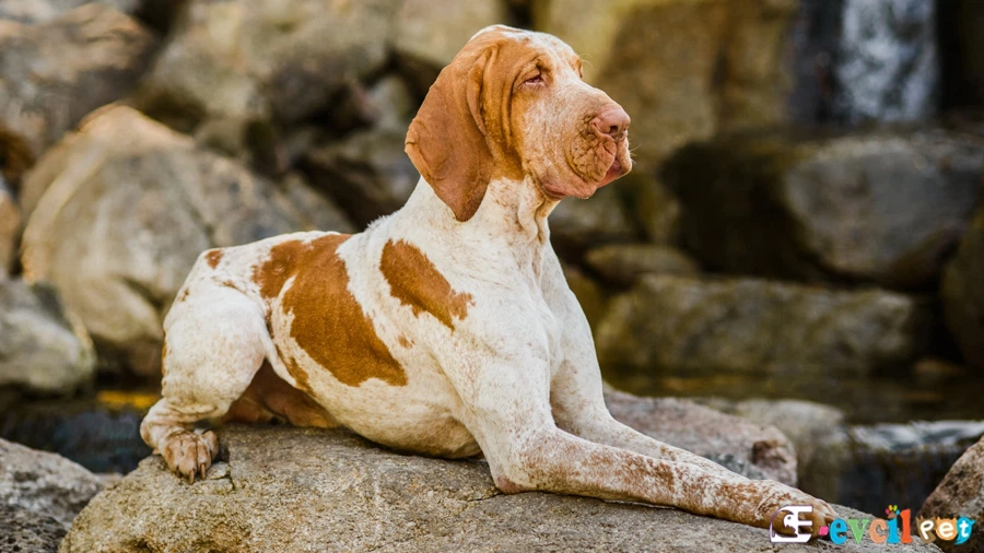 Bracco Italiano
