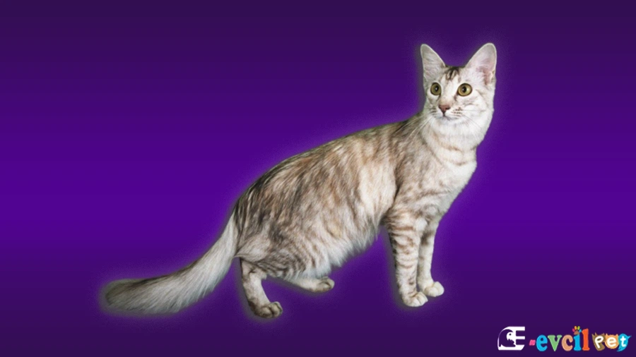 Oriental Longhair Kedi