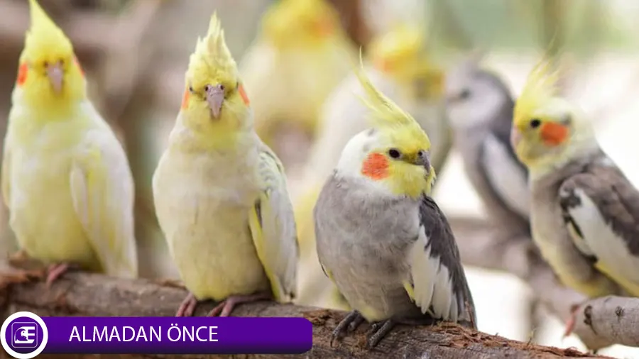 Sultan Papağanı Almadan Önce Sultan Papağanı Almadan Önce