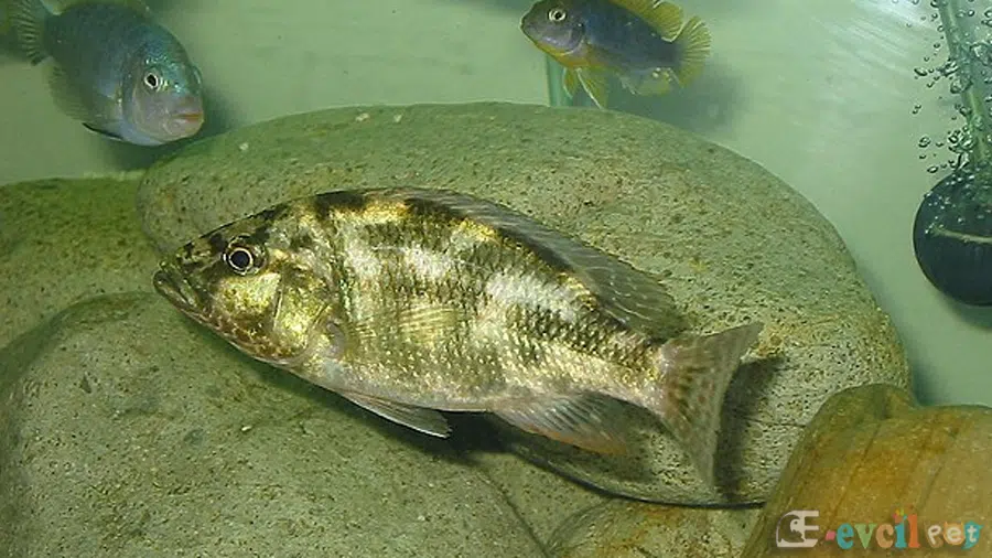 Nimbochromis Polystigma