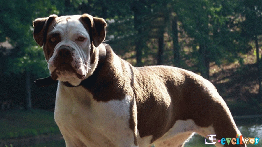 Alapaha Blue Blood Bulldog Genetik Sağlık Sorunları