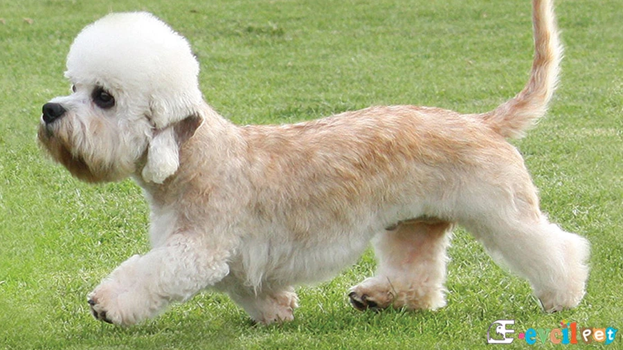 Dandie Dinmont Terrier Fiziksel Özellikleri