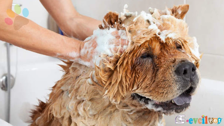 Yavru Köpek Yıkanması için Doğru Zaman