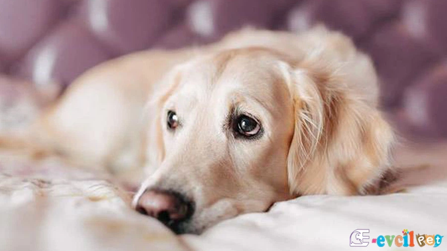 Köpeklerde Kanser