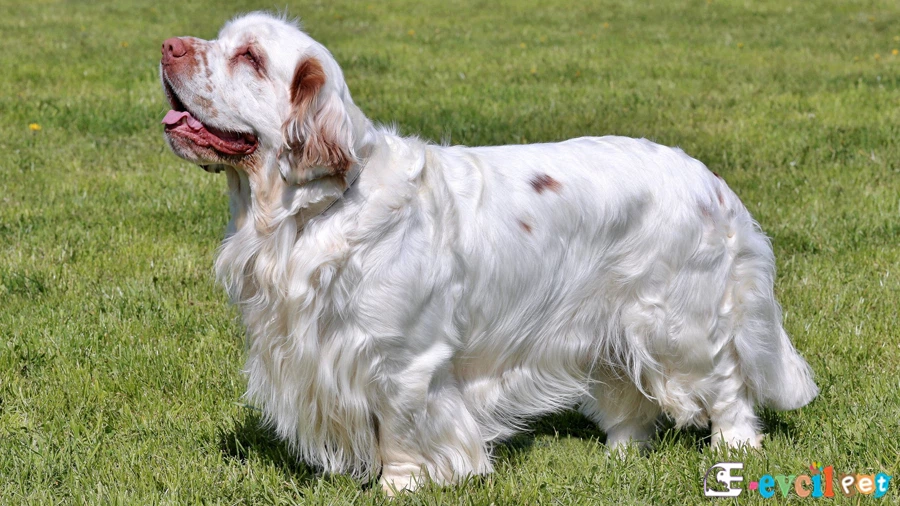 Clumber Spaniel Karakter Özellikleri