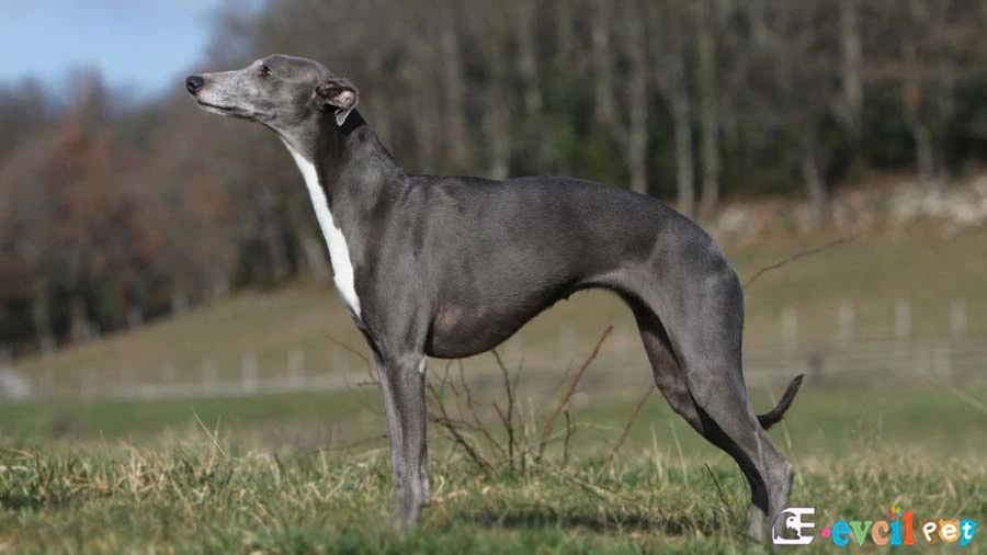 Whippet Fiziksel Özellikleri