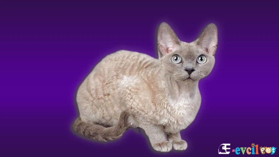 German Rex Kedi