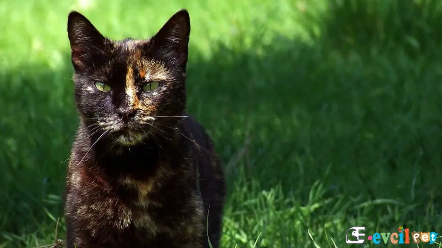 Tortoiseshell Karakter Özellikleri