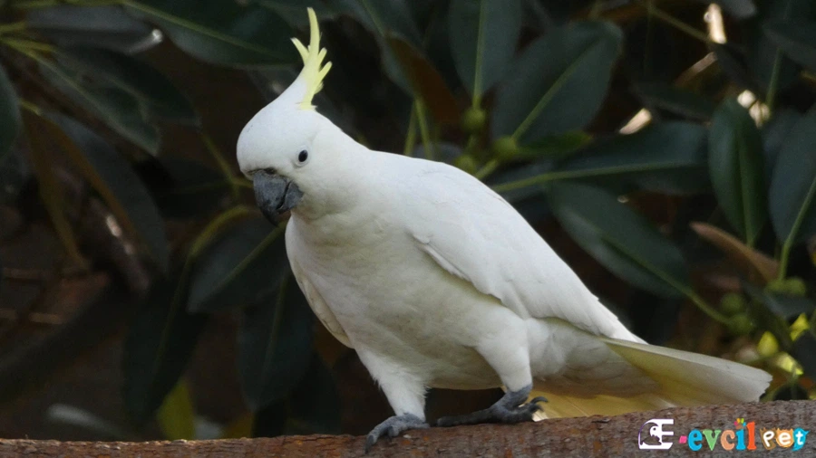 Ağaç Dalında Kakadu Papağanı (Cockatoo)