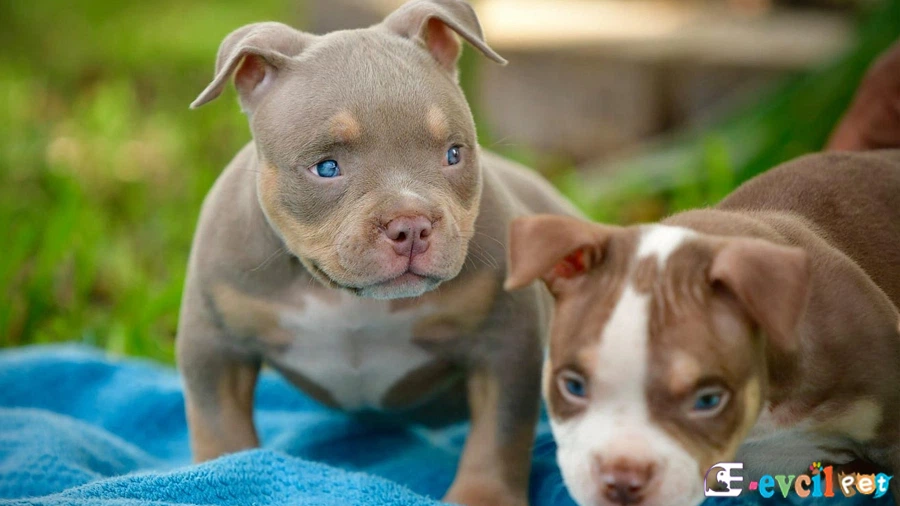 American Bully Sağlık Sorunları Hastalıkları