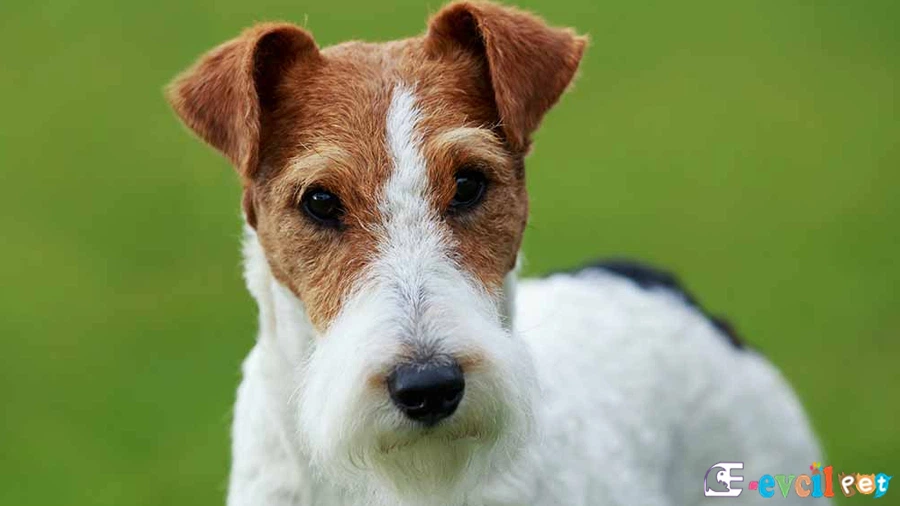 Wire Fox Terrier Temel Eğitimi ve Tuvalet Eğitimi
