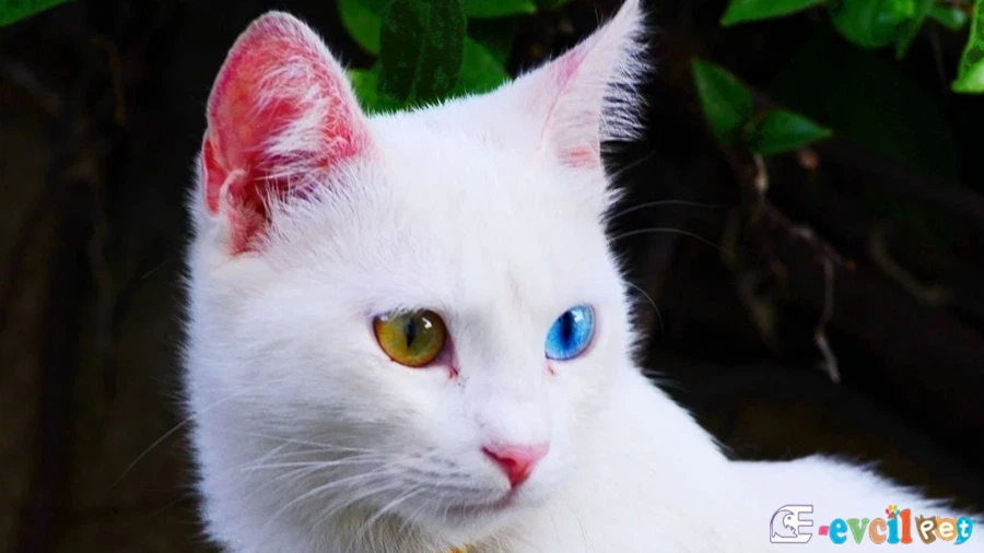 Van Kedisi Genetik Sağlık Sorunları