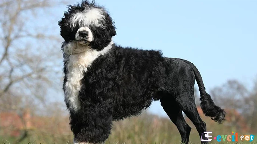 Portekiz Su Köpeği (Portugese Water Karakter Özellikleri)
